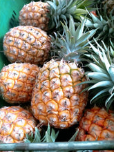 画像をギャラリービューアに読み込む, 芯まで食べられる郭さんの台湾パイナップル5kg pineapple
