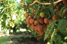 画像をギャラリービューアに読み込む, Ruby Lychee2022台湾 生ライチ5kg