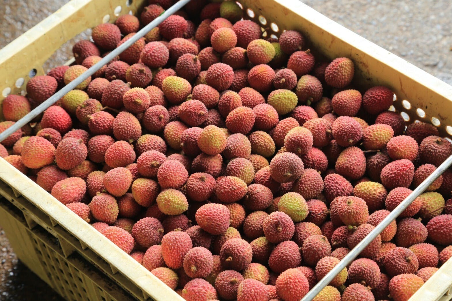 Ruby Lychee2022台湾 生ライチ５kg – K&SONS.STORE